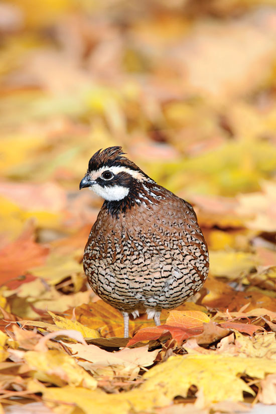 50 1/4 to 1 Tiny Quail Feathers, Teeny Tiny Quail Head Neck Feathers,  Bobwhite Quail Feathers -  Canada